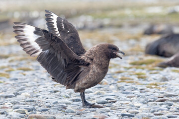 Southern Ocean, South Georgia, brown skua, Catharacta antarctica. A brown skua displays by raising its wings and making itself look big.