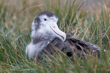 Southern Ocean, South Georgia. Portrait of a young wandering albatross sitting on its nest.