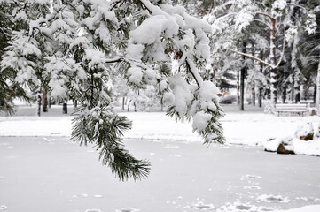 Pine branch covered with snow in Winter park