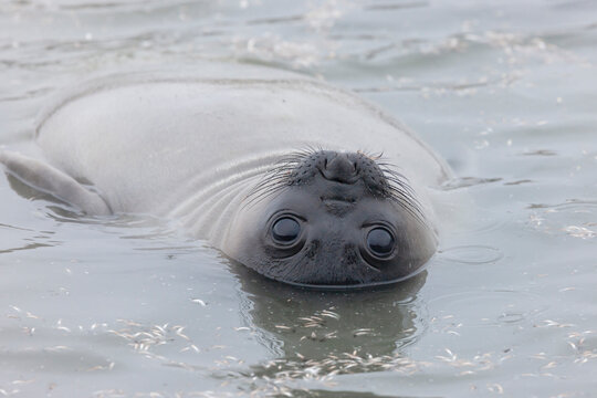 Southern Ocean, South Georgia. Portrait of an elephant seal weaner lounging on its back.