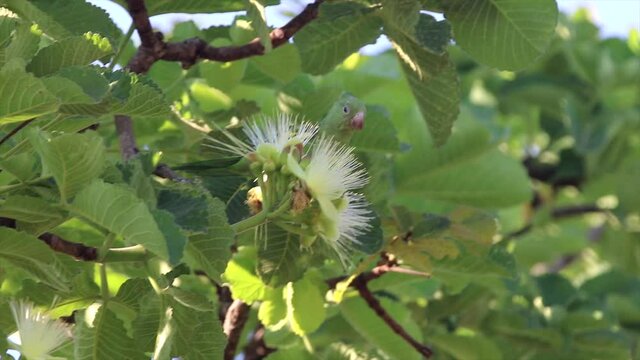 Green parakeets pollinating pequi flowers ( Caryocar brasiliense ) with many species of native bees pollinating the Brazilian cerrado biome. Closeup in selective focus