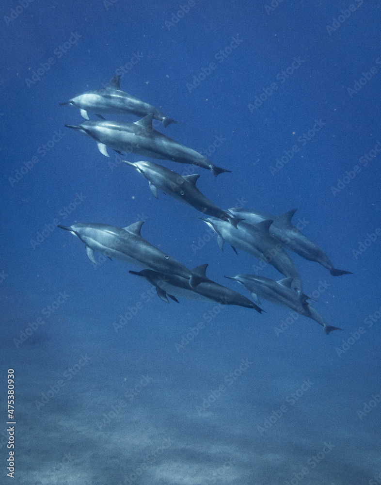 Wall mural Group of sharks underwater