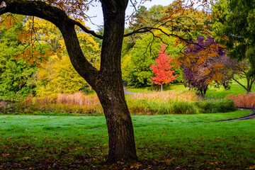 Fototapeta premium autumn in the park