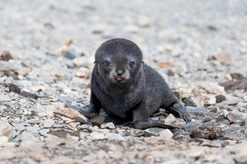 Southern Ocean, South Georgia, Antarctic fur seal. Portrait of a very young fur seal pup with blue...