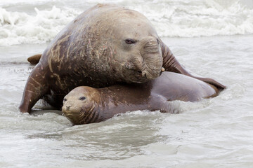 Southern Ocean, South Georgia. A male elephant seal is courting a female in the surf.