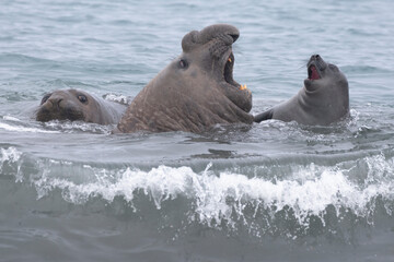 Fototapeta premium Southern Ocean, South Georgia. The adult elephant seal responds to the young one.