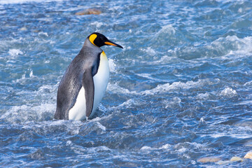 Southern Ocean, South Georgia. A king penguin walks through a swiftly running river.