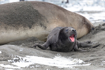 Southern Ocean, South Georgia. A very young elephant seal stays with its mother.