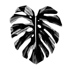 Monstera deliciosa - tropical plant. Hand drawn image isolated on a white background. © tofutyklein
