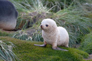 Southern Ocean, South Georgia, Antarctic fur seal. Portrait of a fur seal pup with a white coat.