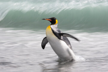 Southern Ocean, South Georgia. A clean king penguin emerges from the ocean wave.