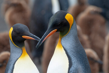 Southern Ocean, South Georgia. Portrait of adult king penguins with chicks in the background.