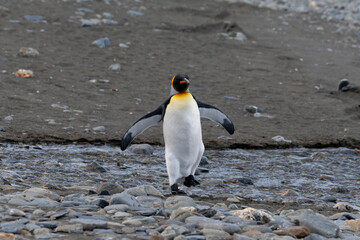 Southern Ocean, South Georgia. A king penguin walks through a shallow stream.