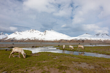 Southern Ocean, South Georgia, Fortuna Bay, reindeer, Rangifer tarandus. Reindeer graze on mosses...