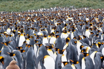 Southern Ocean, South Georgia, king penguin, Aptenodytes Papagonicus. View of a crowd of adult king penguins.