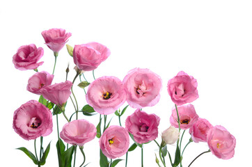 Obraz premium Many pink eustomas on a white background