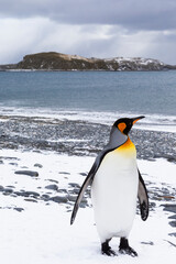 Southern Ocean, South Georgia, Salisbury Plain. A king penguin strolls along the snow covered beach.