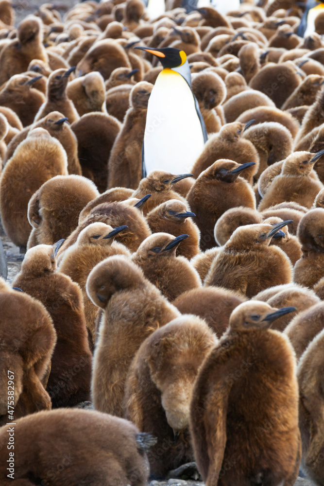 Wall mural Southern Ocean, South Georgia. One adult penguin stands among the multiple chicks.