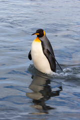 Southern Ocean, South Georgia. A king penguin wades through the water in the river.