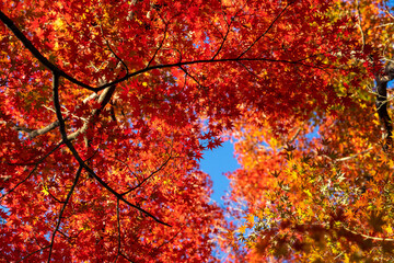 Blue sky seen through the beautiful autumn leaves