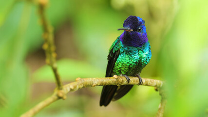 kingfisher on a branch
