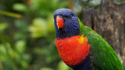 rainbow lorikeet parrot