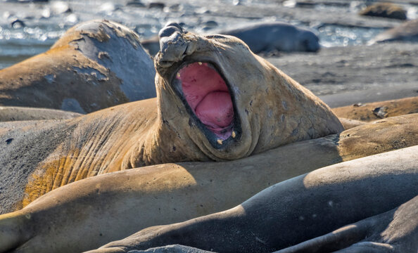 ゾウアザラシ属 画像 参照 11,360 Stock 写真、ベクターおよびビデオ Adobe Stock