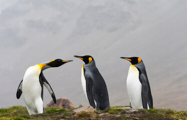 Fototapeta King penguins, St. Andrews Bay, South Georgia, Antarctica obraz