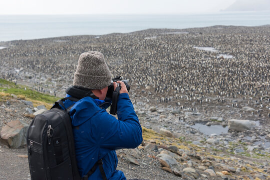 Tourist photographing King penguin colony, St. Andrews Bay, South Georgia, Antarctica