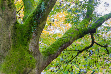 Fototapeta premium tree in the park