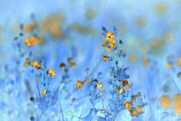 Sezon wiosenny. Polne kwiaty na łące. Bajkowa łąka z kwiatami - obrazy, fototapety, plakaty