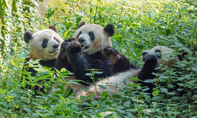 Pandas eating bamboo, Chengdu, Sichuan Province, China © Danita Delimont