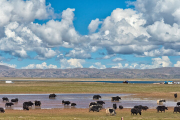 Yaks grazing by Namtso (Lake Nam), Namtso (Lake Nam), Tibet, China