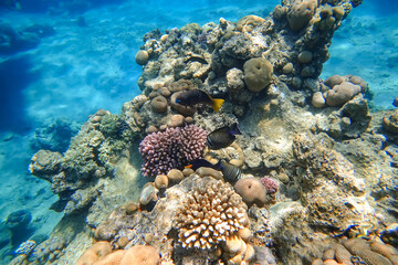 Naklejka na ściany i meble Amazing underwater world of the Red Sea a flock of tropical fish swim near the coral on the bottom