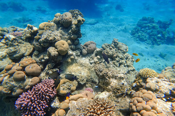 Amazing underwater world of the Red Sea tropical fish swim between the corals hiding behind them
