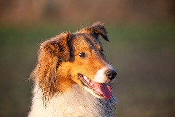 Obraz na płótnie Canvas Beautiful sheltie dog in lovely afternoon light