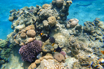 Naklejka na ściany i meble Amazing underwater world of the Red Sea a flock of fish circles around the coral