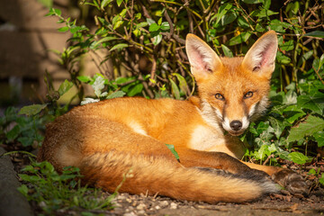 Naklejka na ściany i meble fox in garden lying down and looking at camera