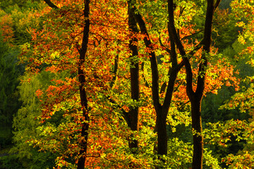 autumn forest background