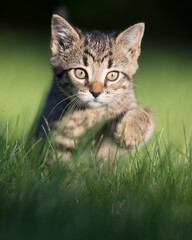 Cute little kitty running on the grass © David Lambert/Wirestock