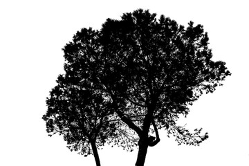Hand drawn black and white illustration of a tree