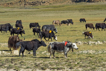 Herding yaks on Tibetan Plateau, Shigatse Prefecture, Tibet, China