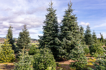 Christmas trees - Noble and Nordman firs waiting for their new owner on a tree field, Hillsboro,...