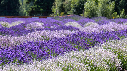 Rows of white and purple lavender on a farm field, northern Oregon.