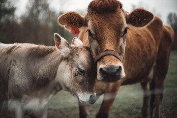 Closeup of the cow with its calf.