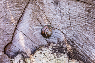 Snail attached to a old weathered trunk of a tree