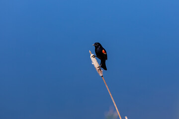 The red-winged blackbird sitting on a stem of Typha against a blue background