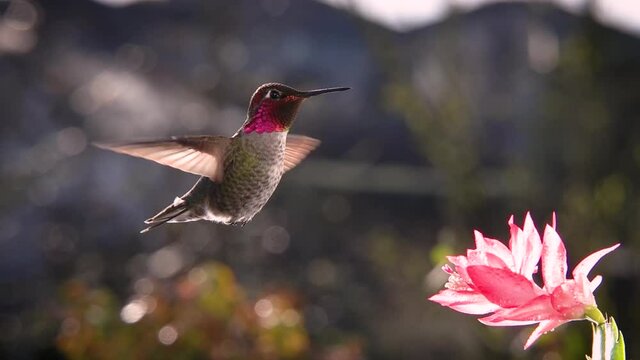 Male hummingbird hovering in bright backlighting sunlight, slow motion, zoom in and zoom out