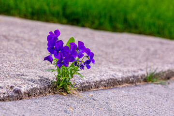 A blooming purple flower sprouts through concrete pavement