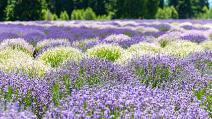 Rows of white and purple lavender on a farm field, northern Oregon.